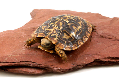 Pancake Tortoise