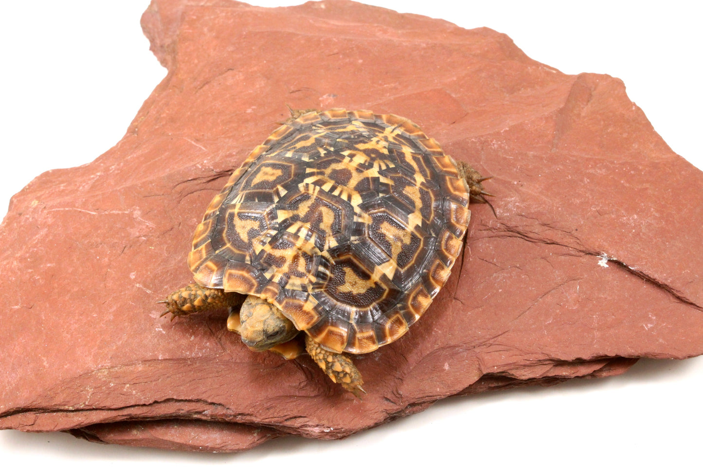 Pancake Tortoise