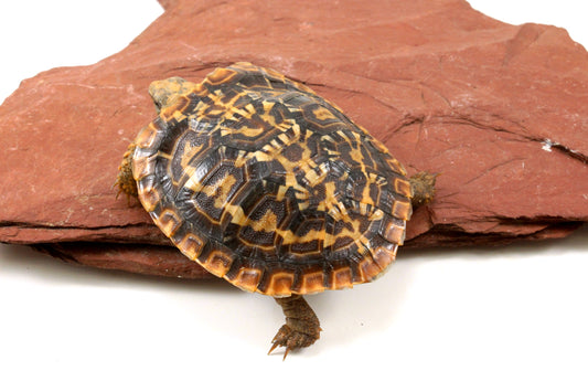 Pancake Tortoise
