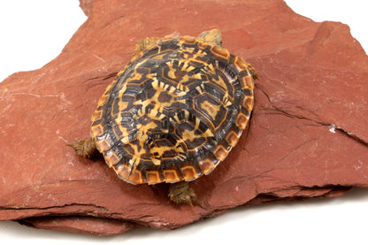 Pancake Tortoise