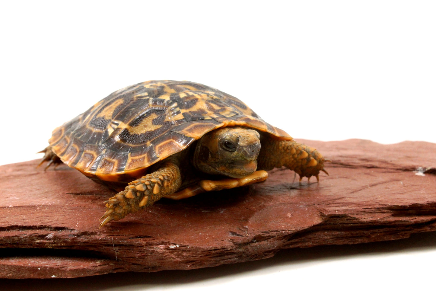 Pancake Tortoise