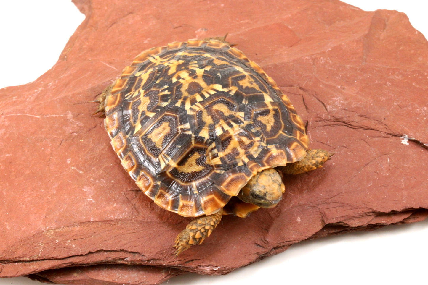 Pancake Tortoise