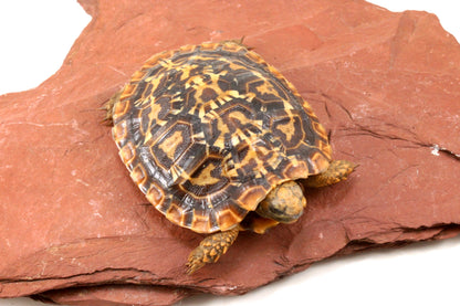 Pancake Tortoise