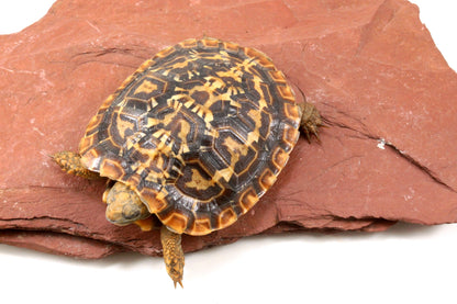 Pancake Tortoise
