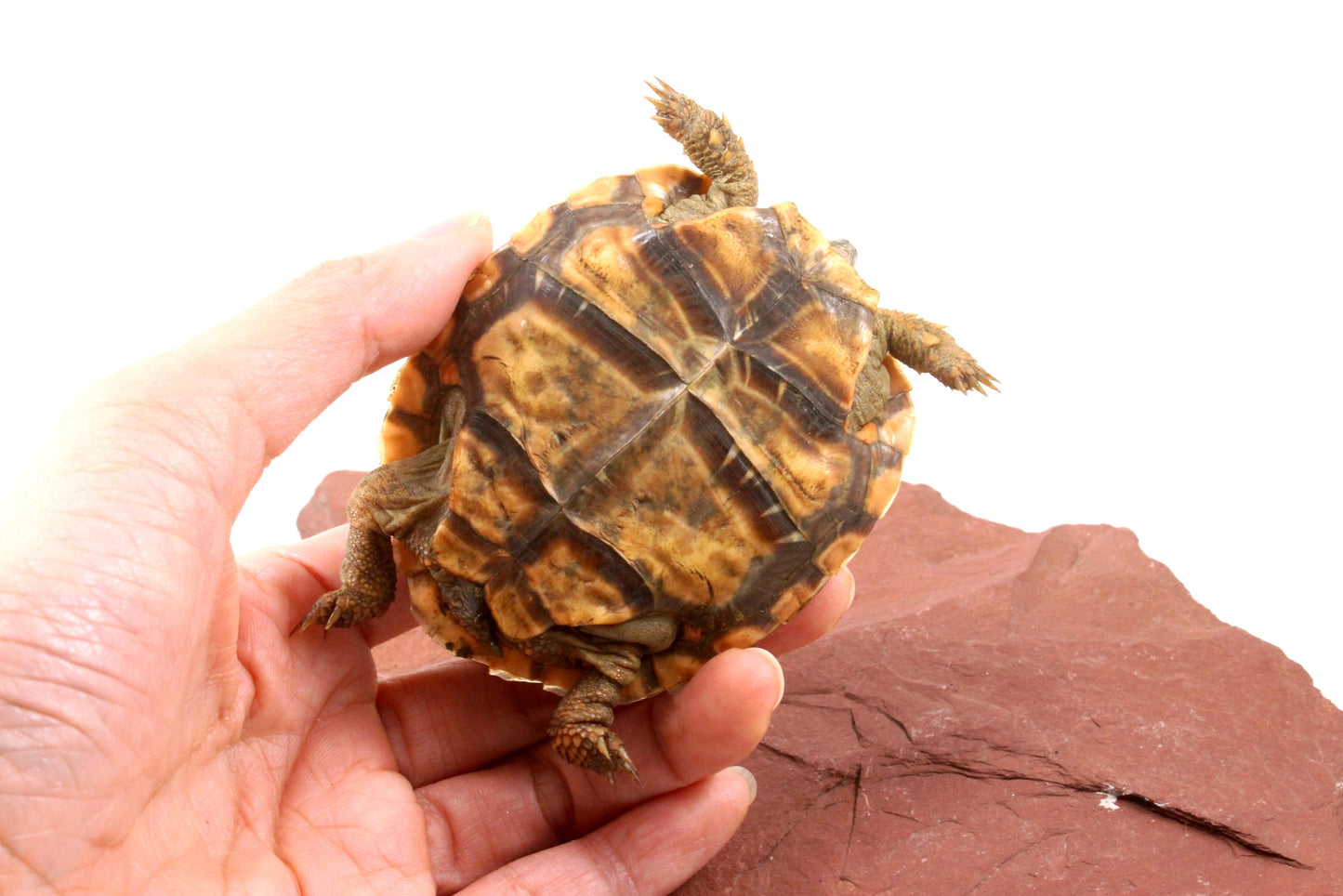 Pancake Tortoise