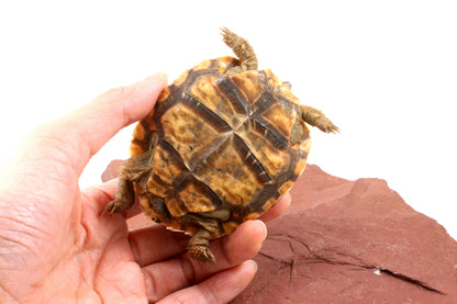 Pancake Tortoise