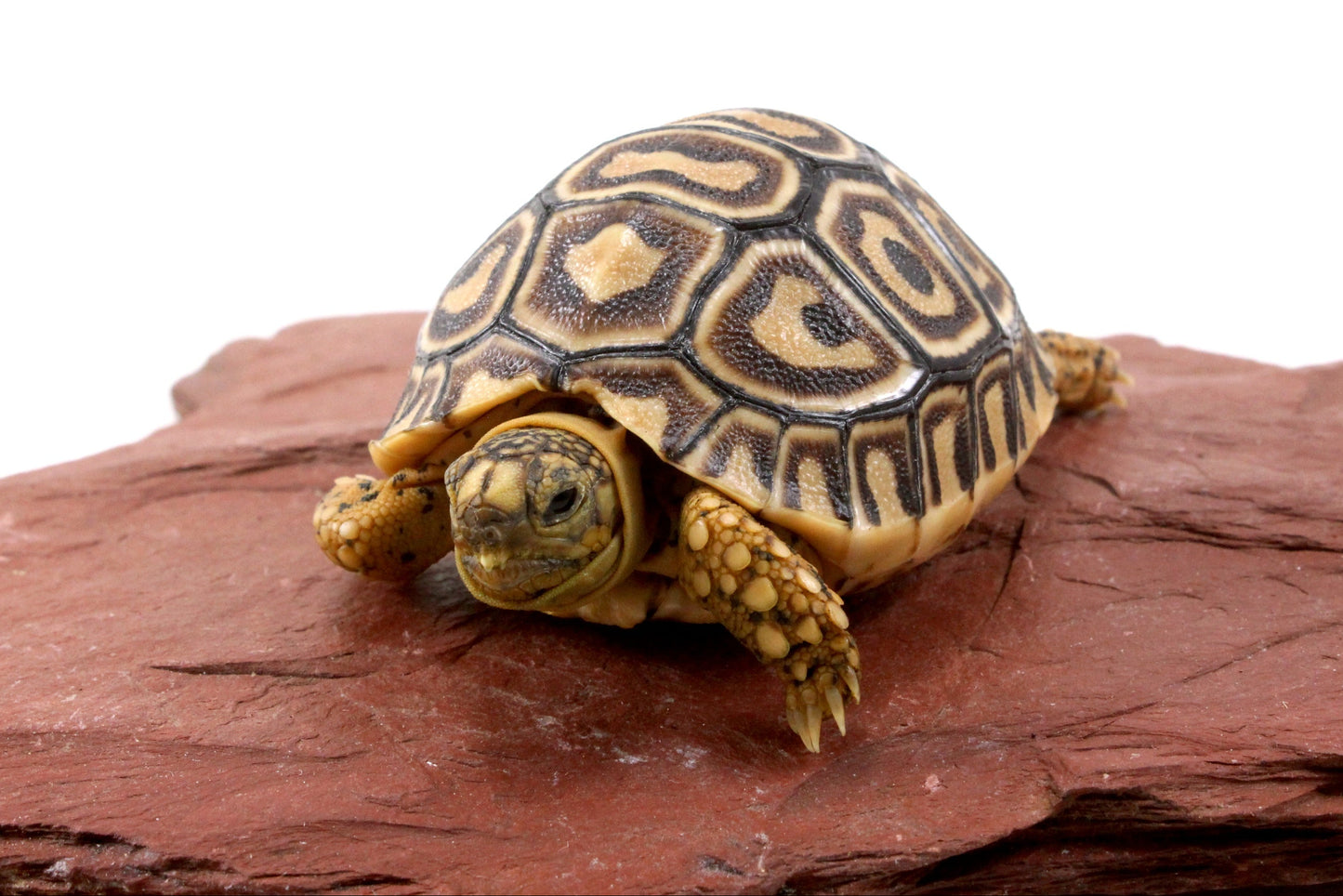Leopard Tortoise