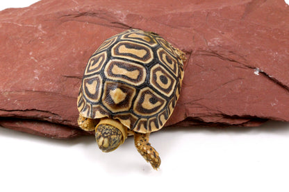 Leopard Tortoise