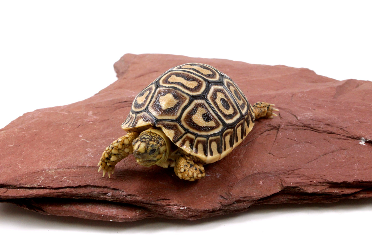Leopard Tortoise