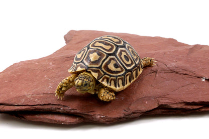 Leopard Tortoise