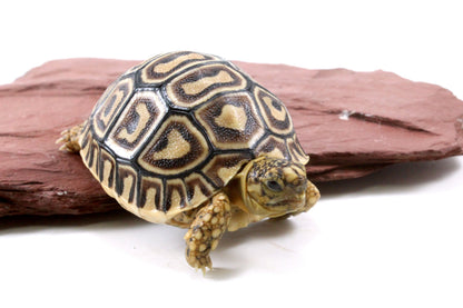 Leopard Tortoise