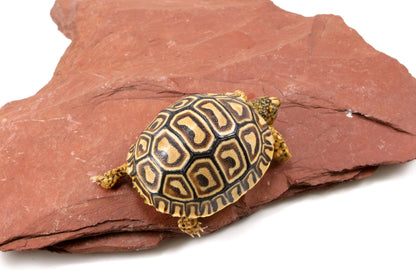Leopard Tortoise