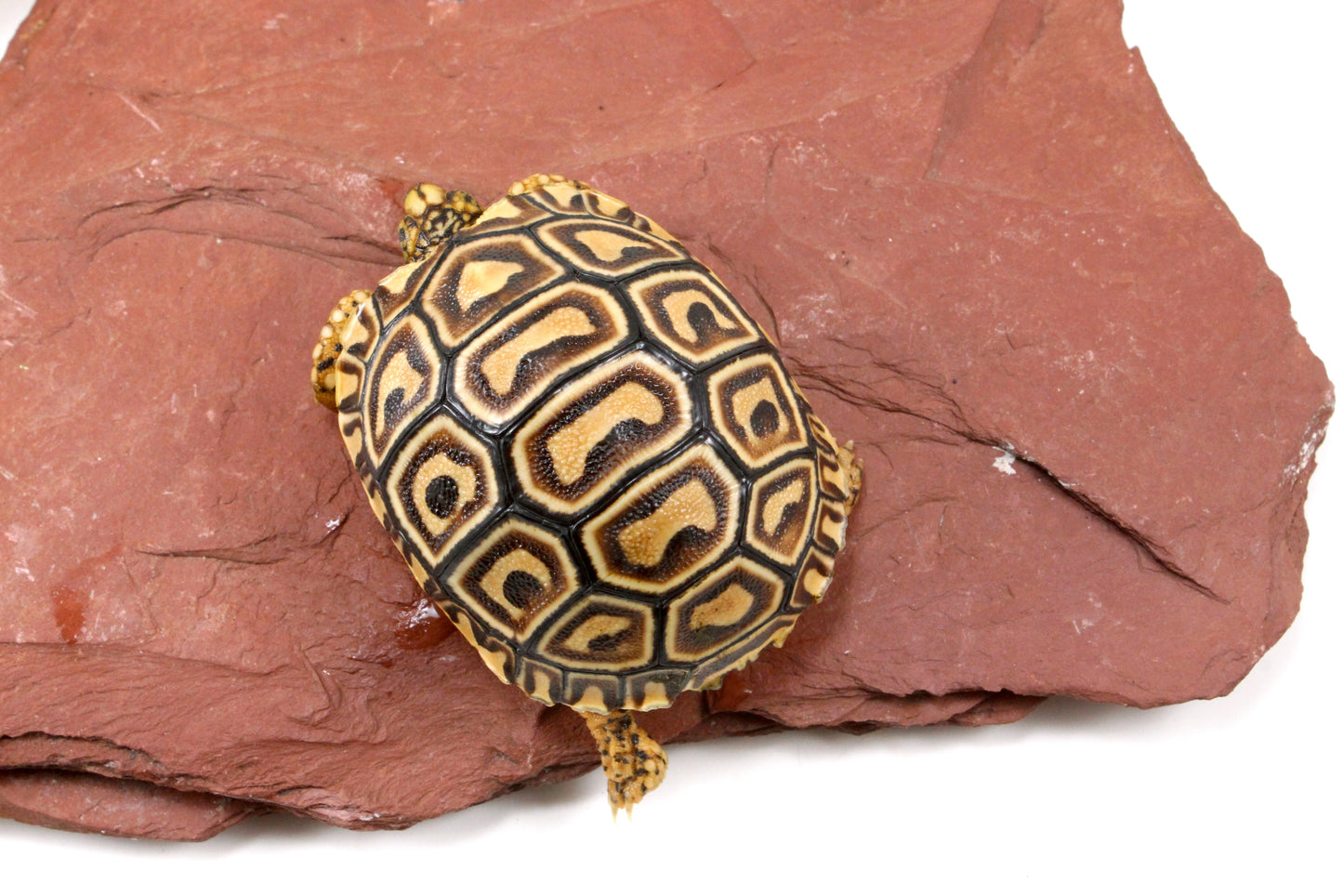 Leopard Tortoise