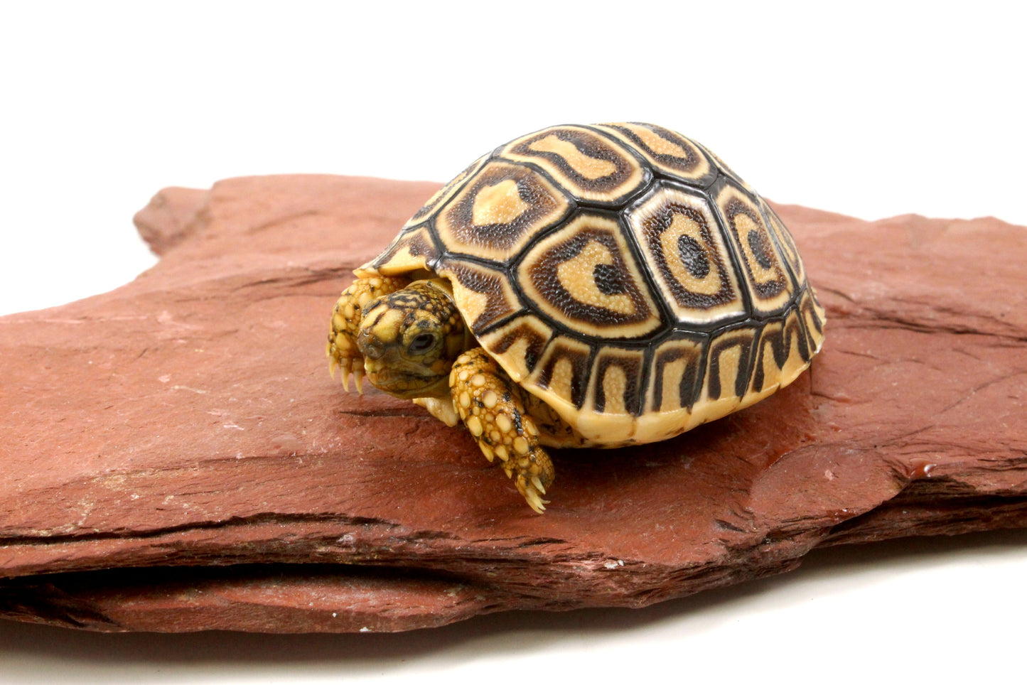 Leopard Tortoise