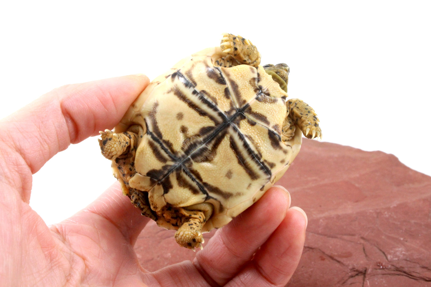 Leopard Tortoise