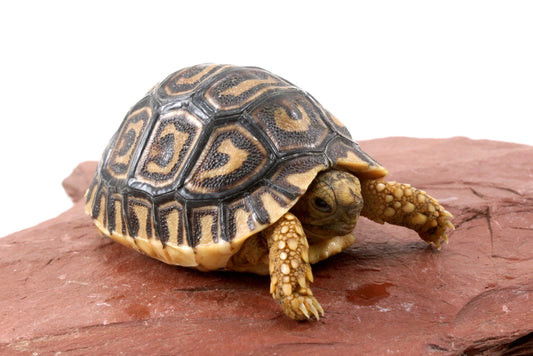 Leopard Tortoise