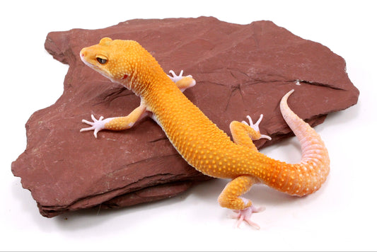Tangerine Eclipse Leopard Gecko