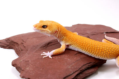 Tangerine Eclipse Leopard Gecko