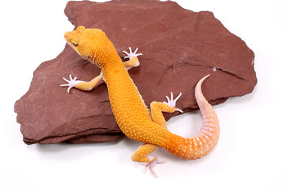 Tangerine Eclipse Leopard Gecko