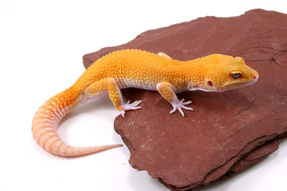 Tangerine Eclipse Leopard Gecko