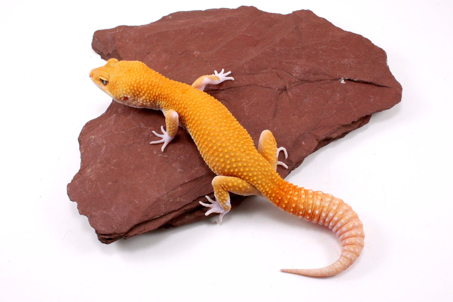 Tangerine Eclipse Leopard Gecko