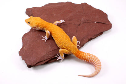 Tangerine Eclipse Leopard Gecko