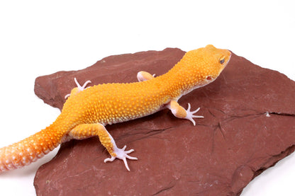 Tangerine Eclipse Leopard Gecko