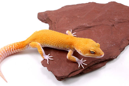 Tangerine Eclipse Leopard Gecko