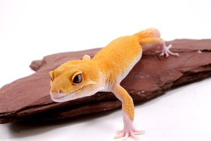 Tangerine Eclipse Leopard Gecko