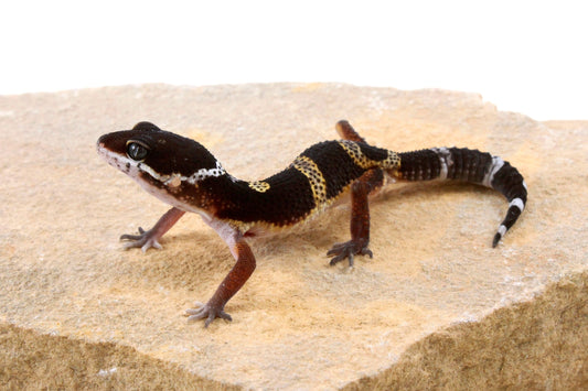 Medium Grade Black Night Leopard Gecko