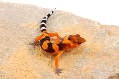 Blood Emerine Leopard Gecko