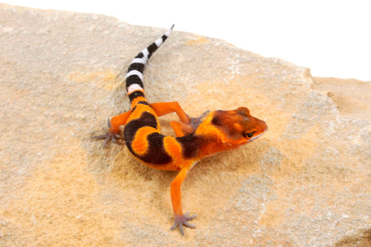 Blood Emerine Leopard Gecko