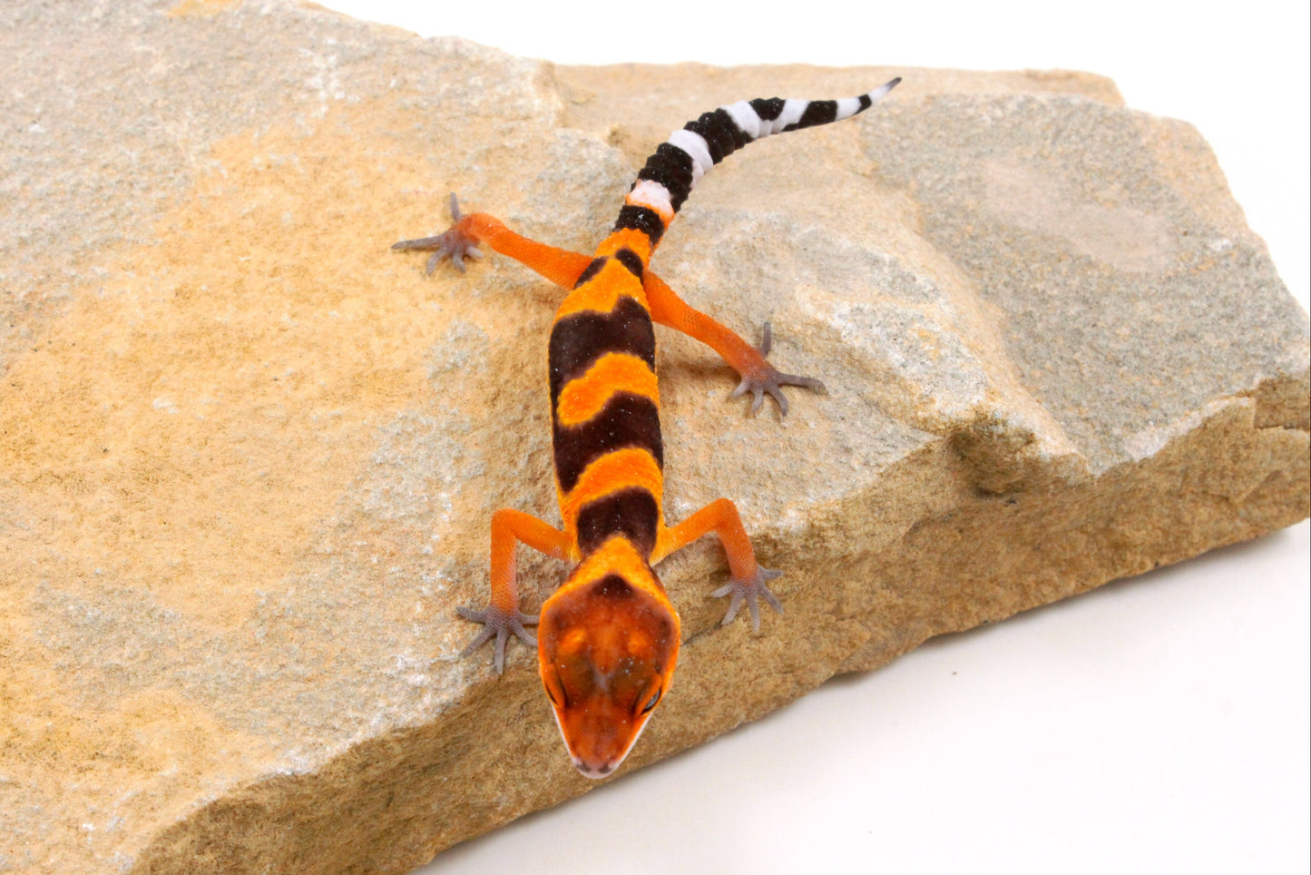 Blood Emerine Leopard Gecko