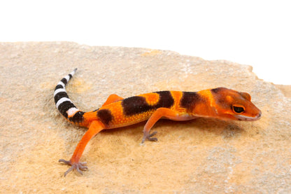 Blood Emerine Leopard Gecko