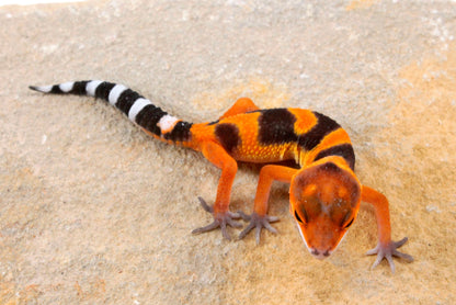 Blood Emerine Leopard Gecko