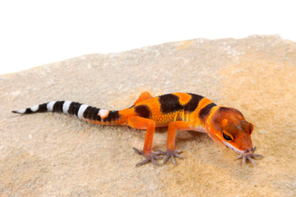 Blood Emerine Leopard Gecko