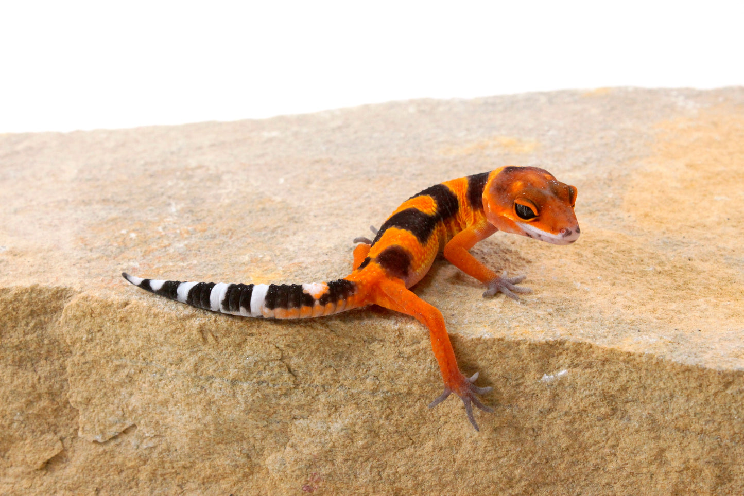 Blood Emerine Leopard Gecko