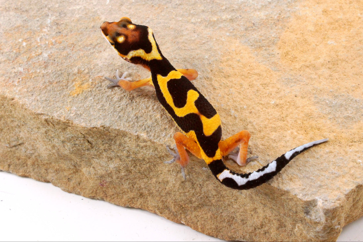 Bold Stripe Jungle Leopard Gecko