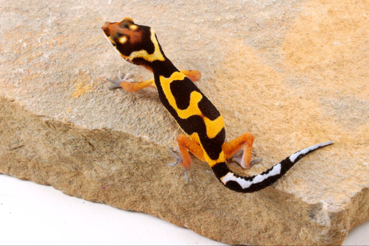 Bold Stripe Jungle Leopard Gecko