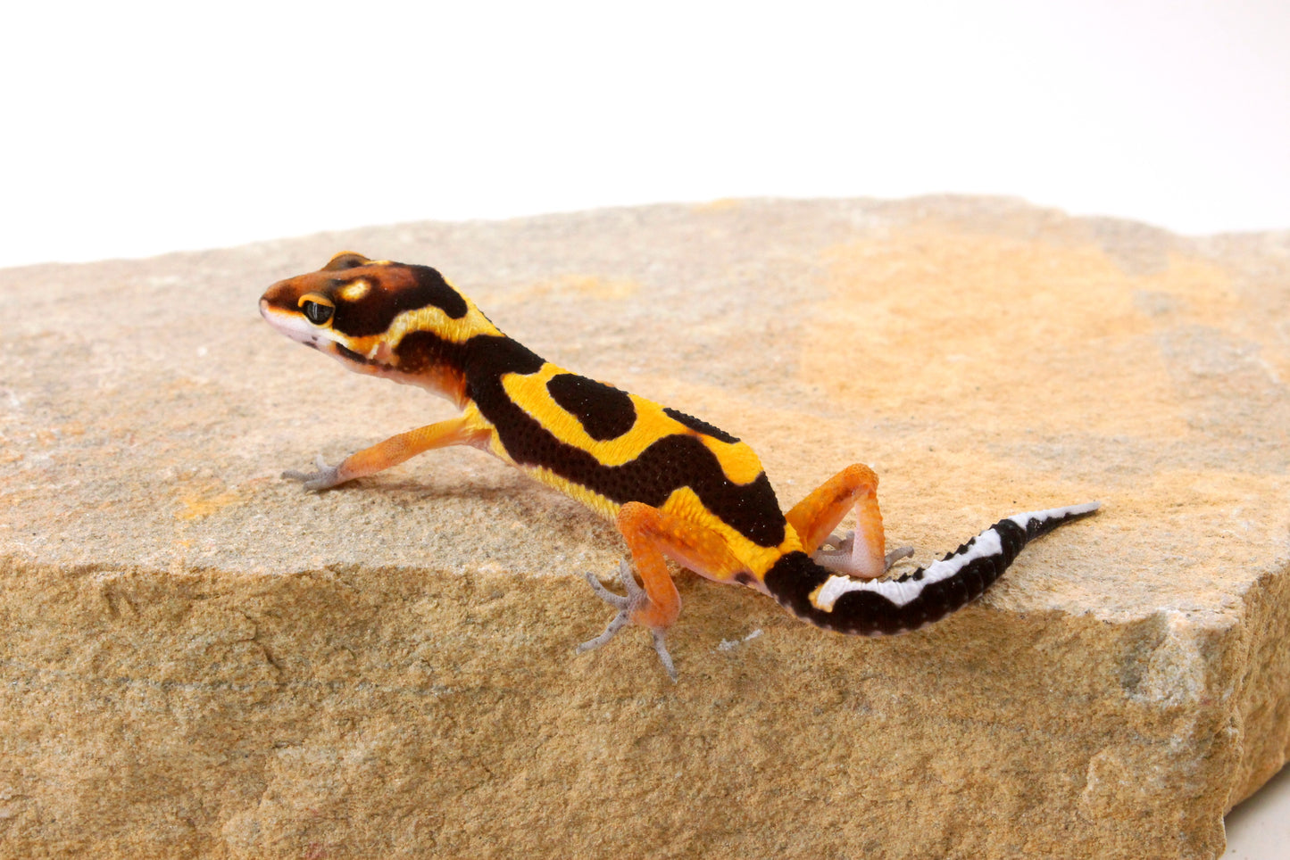 Bold Stripe Jungle Leopard Gecko