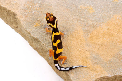Bold Stripe Jungle Leopard Gecko