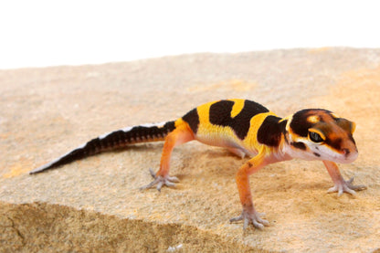 Bold Stripe Jungle Leopard Gecko