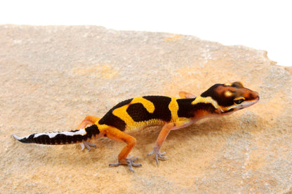 Bold Stripe Jungle Leopard Gecko