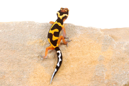 Bold Stripe Jungle Leopard Gecko