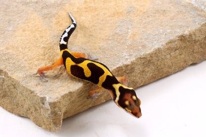 Bold Stripe Jungle Leopard Gecko