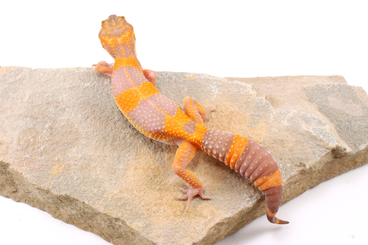 Tremper Albino Tangerine Leopard Gecko