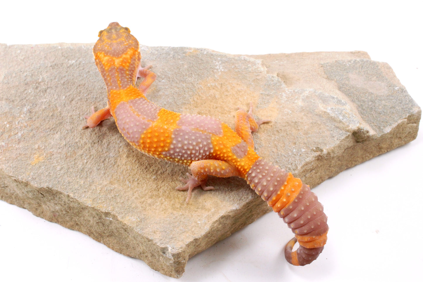 Tremper Albino Tangerine Leopard Gecko
