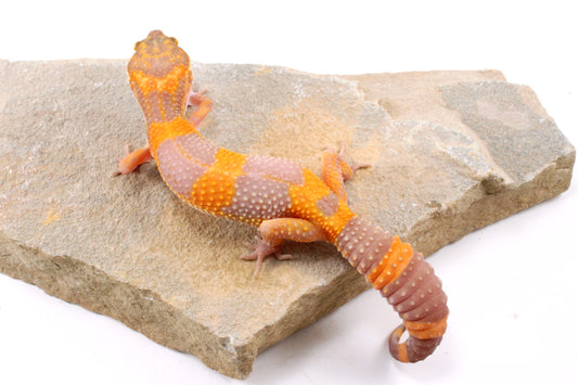 Tremper Albino Tangerine Leopard Gecko