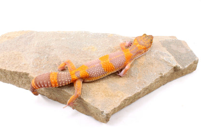 Tremper Albino Tangerine Leopard Gecko