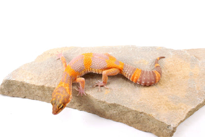 Tremper Albino Tangerine Leopard Gecko